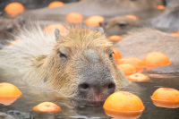 [2025 Update] Let's go see capybaras in Japan! A thorough explanation of the "original capybara onsen"