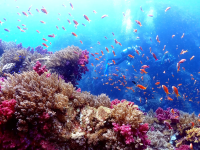 Ehime National Parks | Special Protection Areas, Marine Characteristics, Environmental Conditions. Ainan Town, Nishikai Sightseeing Boat [4/4]