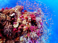 Ehime National Park | Scuba diving trip to the sea. Ainan Town - Nishikai Sightseeing Boat [2/4]