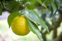 [와카야마 간판] 유자를 좋아하시는 분이라면 자바라에 놀라실 겁니다