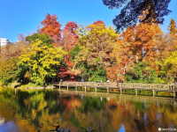 Inokashira Park: 10 Ways to Enjoy Tokyo’s Oasis Year-Round
