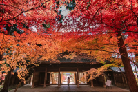 Okayama Date Spots [Autumn] | An adult date surrounded by autumn leaves