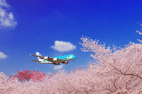Cherry Blossoms and Airplanes: The Best Places to Visit in Narita