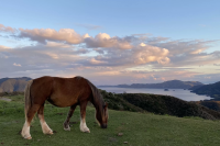 【2026】Reasons to Visit Nishinoshima Town, Shimane——Meet the Leisurely Grazing Horses in the Year of the Horse