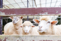 Roadside Station Tango Kingdom