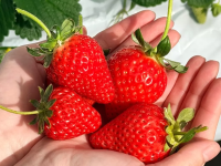2 Hours from Tokyo! Heidi's Village Strawberry Picking 2026 | All-You-Can-Eat Chocolate & Condensed Milk and Daifuku Making