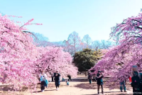 Early Cherry Blossoms in Tokyo: 4 Spots to Visit in February-March
