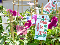 Morning Glory Festival Near Asakusa!