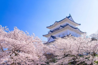 関東近郊の絶景お花見スポット8選｜富士山、温泉、城を楽しもう！