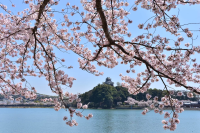 2026 日本春季祭典指南｜3～5 月必看知名活動總整理