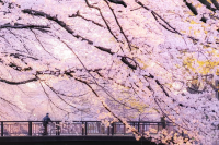 7 Less-Crowded Cherry Blossom Spots in Tokyo 2026