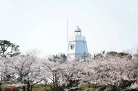 Kajo Park in Yamagata: A Haven of 1,000 Cherry Blossoms