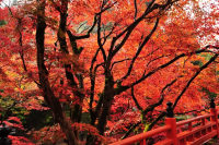 【2026年版】兵庫県養父市の紅葉の名所6選！定番・穴場スポットもご紹介