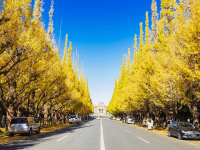 Gorgeous Gingko Trees At Meiji Jingu Gaien - Entrancing Autumn Views In Tokyo