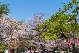 ueno park cherry blossoms