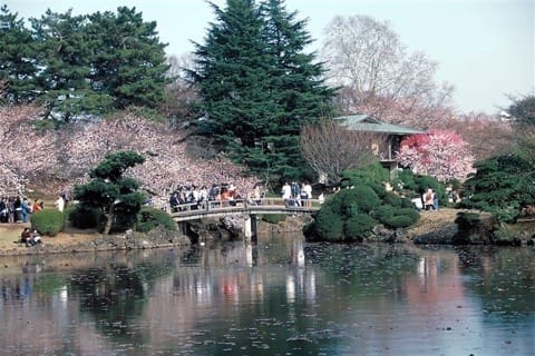 花見