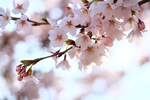花見