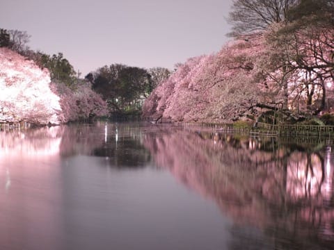 花見