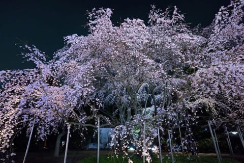 花見