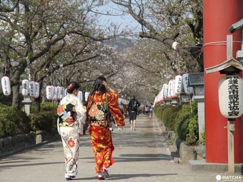 【基礎記事】鎌倉・桜の花見
