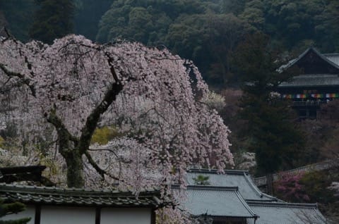 鎌倉・桜の花見