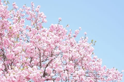 【SAKURA】京都の桜を満喫!花見のベストスポットと楽しむためのヒント