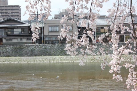 【SAKURA】京都の桜を満喫!花見のベストスポットと楽しむためのヒント