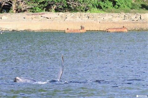 世界自然遺産・小笠原「父島」で絶対体験したいアクティビティ