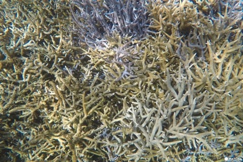 世界自然遺産・小笠原「父島」で絶対体験したいアクティビティ
