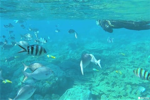 世界自然遺産・小笠原「父島」で絶対体験したいアクティビティ