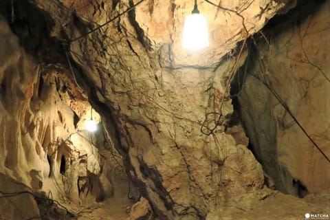 世界自然遺産・小笠原「母島」沖港周辺の歩いて回れるスポットまとめ