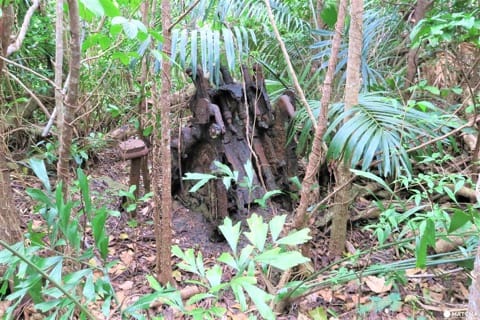 世界自然遺産・小笠原「母島」沖港周辺の歩いて回れるスポットまとめ