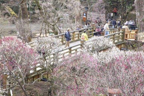 Atami S Article