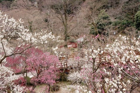 Atami S Article