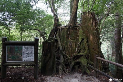屋久島観光で訪れたいスポット〇選