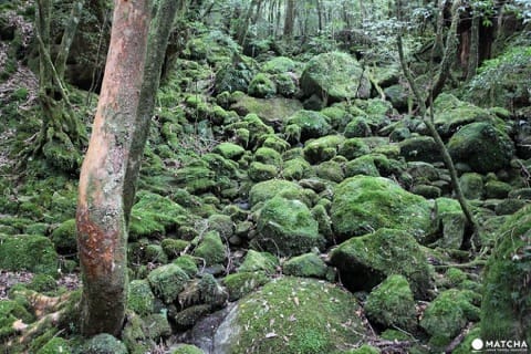屋久島観光で訪れたいスポット〇選