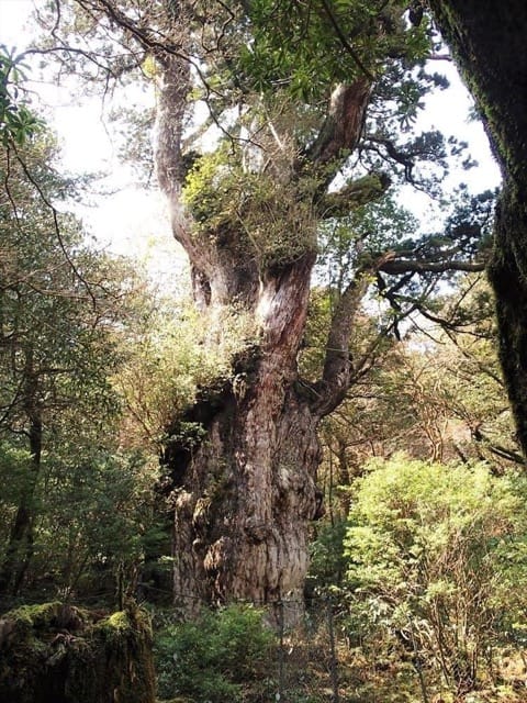 屋久島観光で訪れたいスポット10選