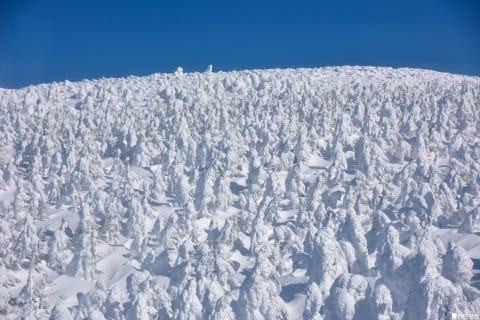 【東北山形】滑雪、溫泉、樹冰一次滿足!山形藏王溫泉