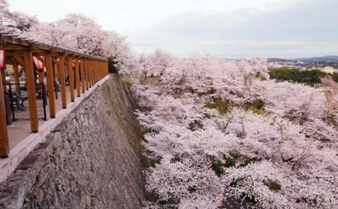 【日本中國】島根、鳥取、岡山、廣島、山口 賞櫻五大名所