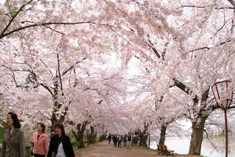 弘前さくら祭り 桜のトンネル