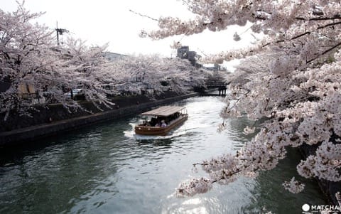 【京都】搭上粉紅色的100號洛巴士,開啟賞櫻之旅吧!
