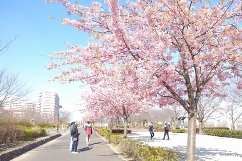 2月・3月でも花見ができる!東京都内の桜スポット