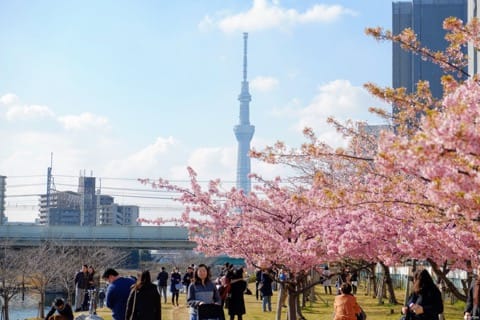2月・3月でも花見ができる!東京都内の桜スポット