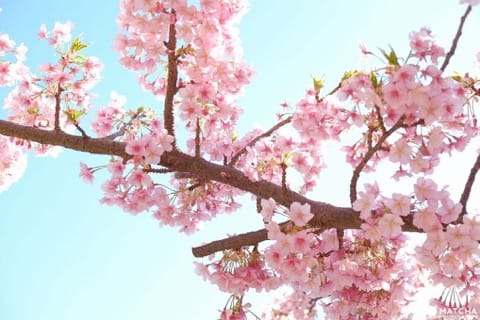 2月・3月でも花見ができる!東京都内の桜スポット