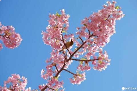 2月・3月でも花見ができる!東京都内の桜スポット