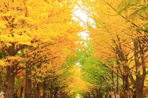北海道で鮮やかな紅葉を楽しもう!紅葉スポット6選