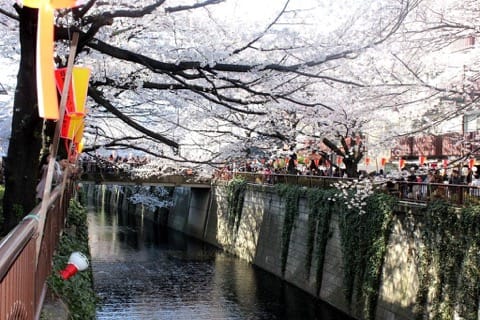Two Stops Away From Shibuya! Enjoy a One Hour Sweets Course at Meguro River During Cherry Blossom Season