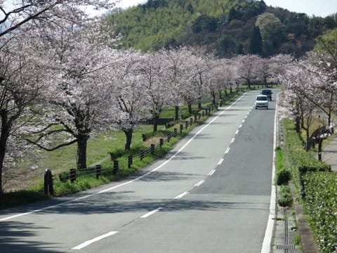 Kyoto less-crowded cherry blossom spots