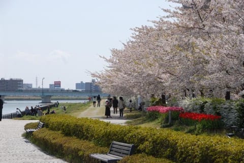新潟桜:やすらぎ堤