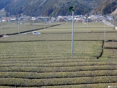 Ride a steam locomotive up Shizuoka's scenic Oigawa River valley and stay at a Noka Minshuku, a B&B run by a farming family offering genuine hospitality and memories you'll treasure.